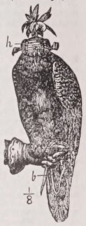 Falcon