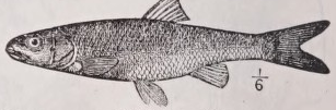Fallfish