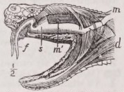 Fang
