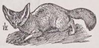 Fennec
