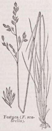 Fescue