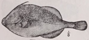 Filefish