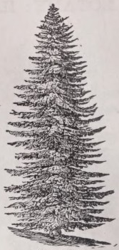Fir