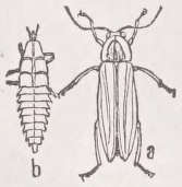 Firefly