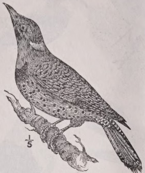 Flicker