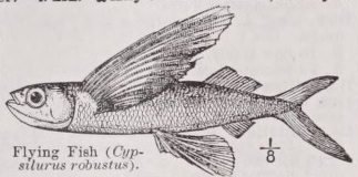 Flying fish