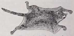 Flying squirrel