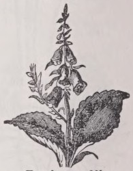 Foxglove