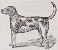 Foxhound