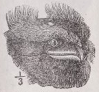 Frogmouth