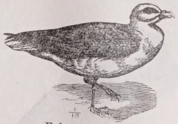 Fulmar
