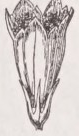 Funnelform