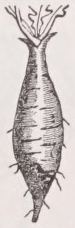 Fusiform