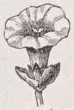 Gamopetalous