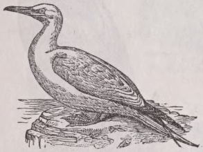 Gannet