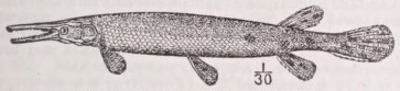 Garfish