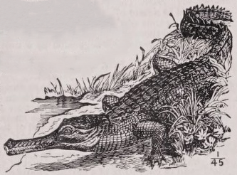 Gavial