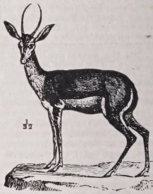 Gazelle