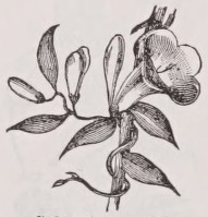 Gelsemium