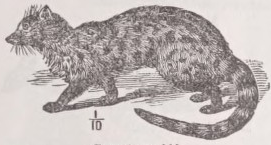 Genet