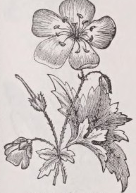 Geranium