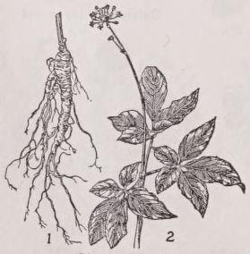 Ginseng
