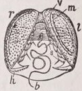 Glochidium