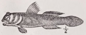 Goby
