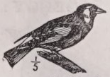 Goldfinch
