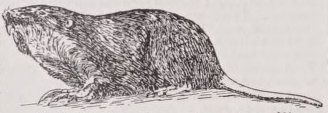 Gopher