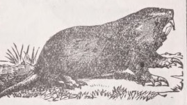 Gopher