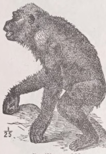 Gorilla