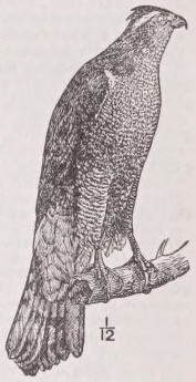 Goshawk