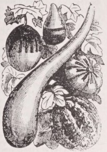 Gourd