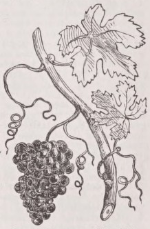 Grape