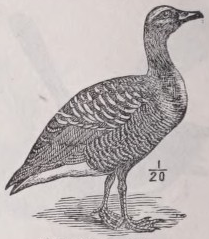 Graylag