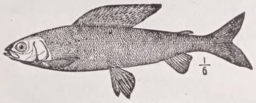Grayling