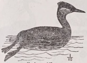 Grebe