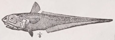 Grenadier