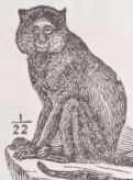 Grivet