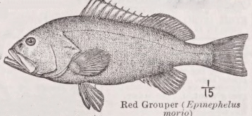 Grouper