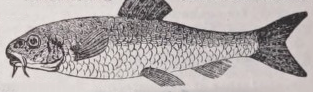Gudgeon