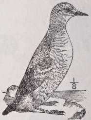 Guillemot