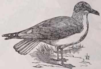 Gull