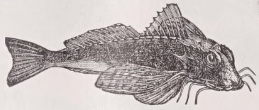 Gurnard