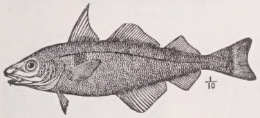 Haddock