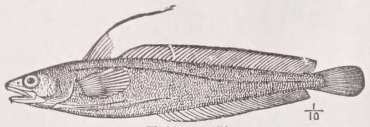 Hake