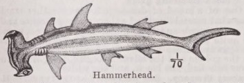 Hammerhead