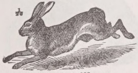 Hare