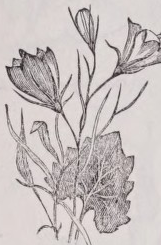 Harebell